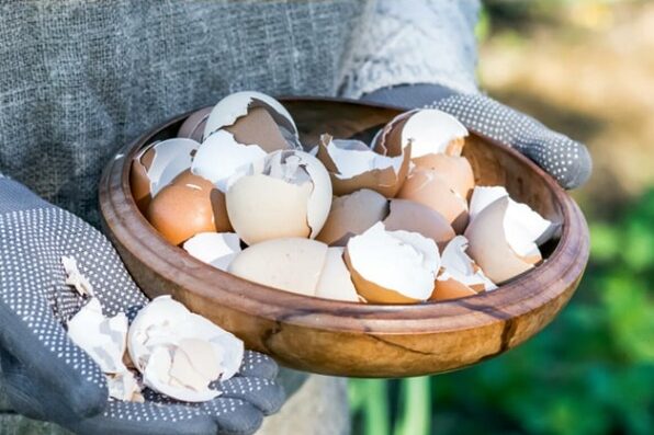 Tè al Guscio d’Uovo: Un Fertilizzante Naturale e Repellente per le Tue Piante