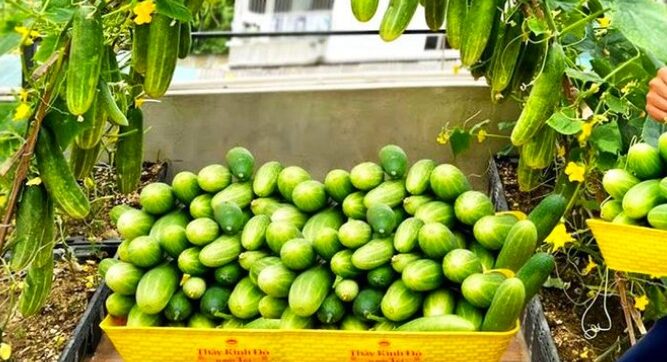 Come Coltivare Cetrioli Ricchi di Frutti in Spazi Ridotti