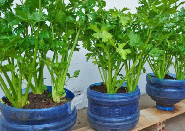 COME COLTIVARE IL SEDANO IN CASA DAGLI SCARTI – NON C'È BISOGNO DEL GIARDINO