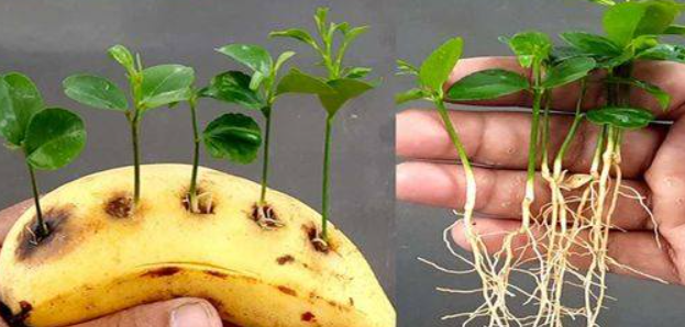 Bucherellate una banana e metteteci dentro i semi di limone: il trucco geniale