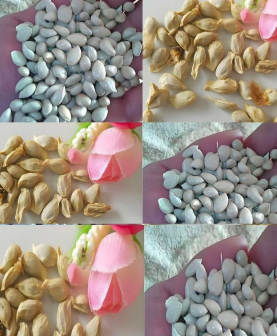 Quando spremete i limoni non commettete l’errore di buttare via i semi: usati così valgono tanto oro.