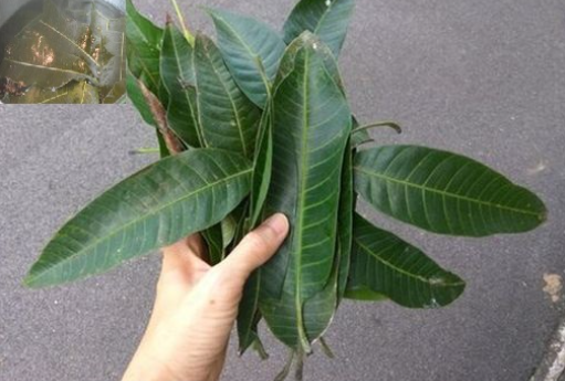 Tutti amano i manghi, ma la maggior parte delle persone non si rende conto di quanto siano importanti le loro foglie