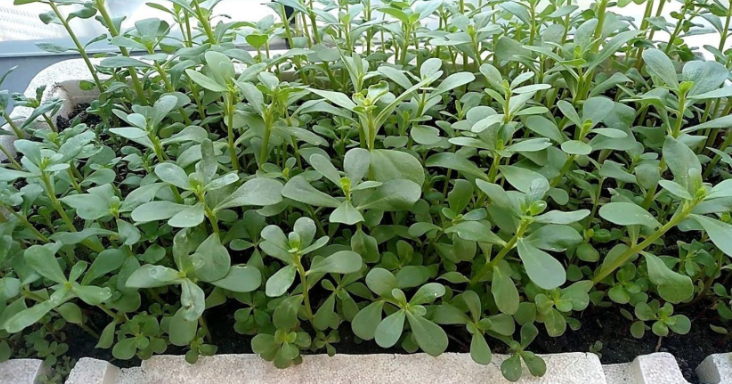 I vantaggi della portulaca