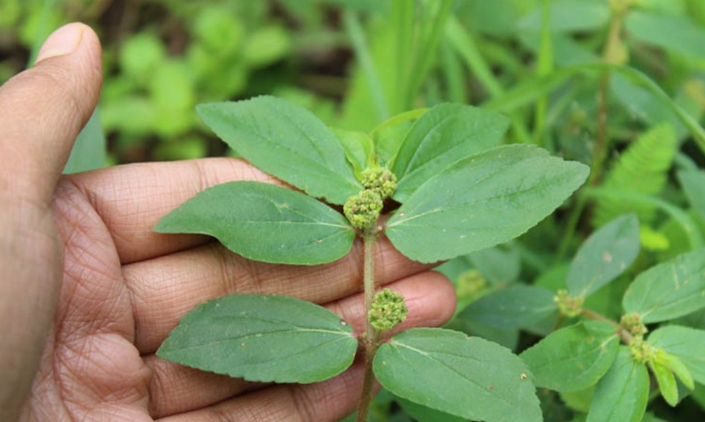 Euphorbia Hirta: una pianta dalle molteplici virtù