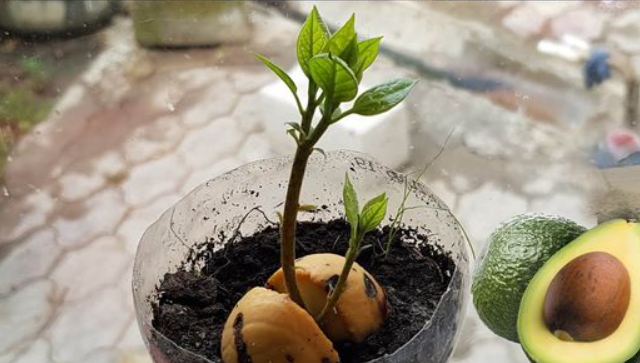 Come far crescere gli avocado da un buco?