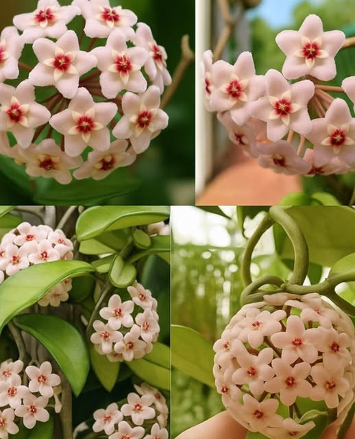 La Corona di Cristo (Hoja di cera): il consiglio della nonna su una pianta che porta benessere in casa