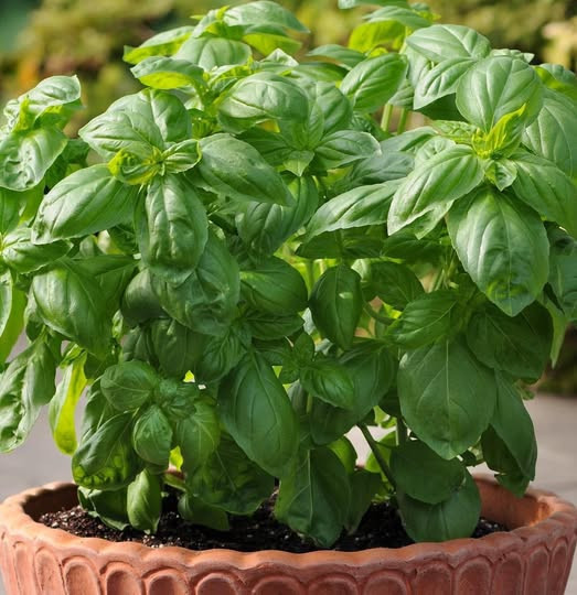 Trucchi e segreti per avere una pianta di basilico sempre rigogliosa e abbondante