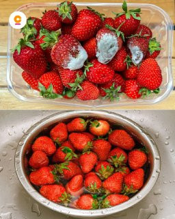 Come conservare le fragole fresche al meglio: 5 metodi e tutti i consigli utili
