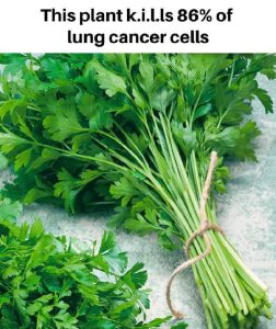 “Il Potere Nascosto del Tarassaco: Una Ricetta Naturale che Sorprende la Ricerca”