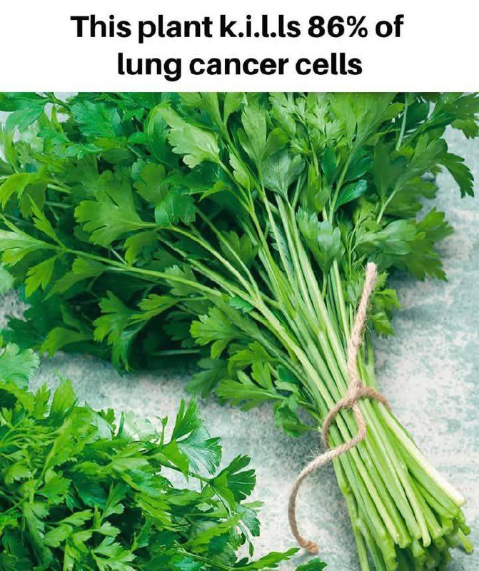 “Il Potere Nascosto del Tarassaco: Una Ricetta Naturale che Sorprende la Ricerca”