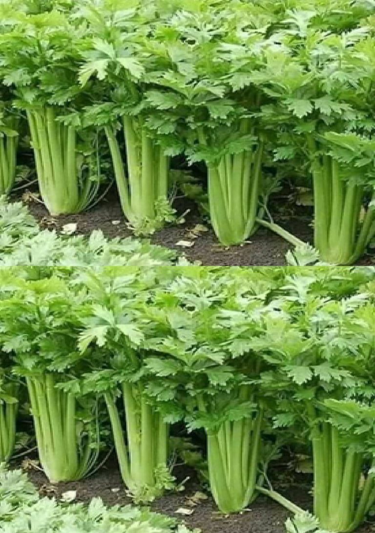 Rimedi naturali per aiutare a mantenere sani i reni