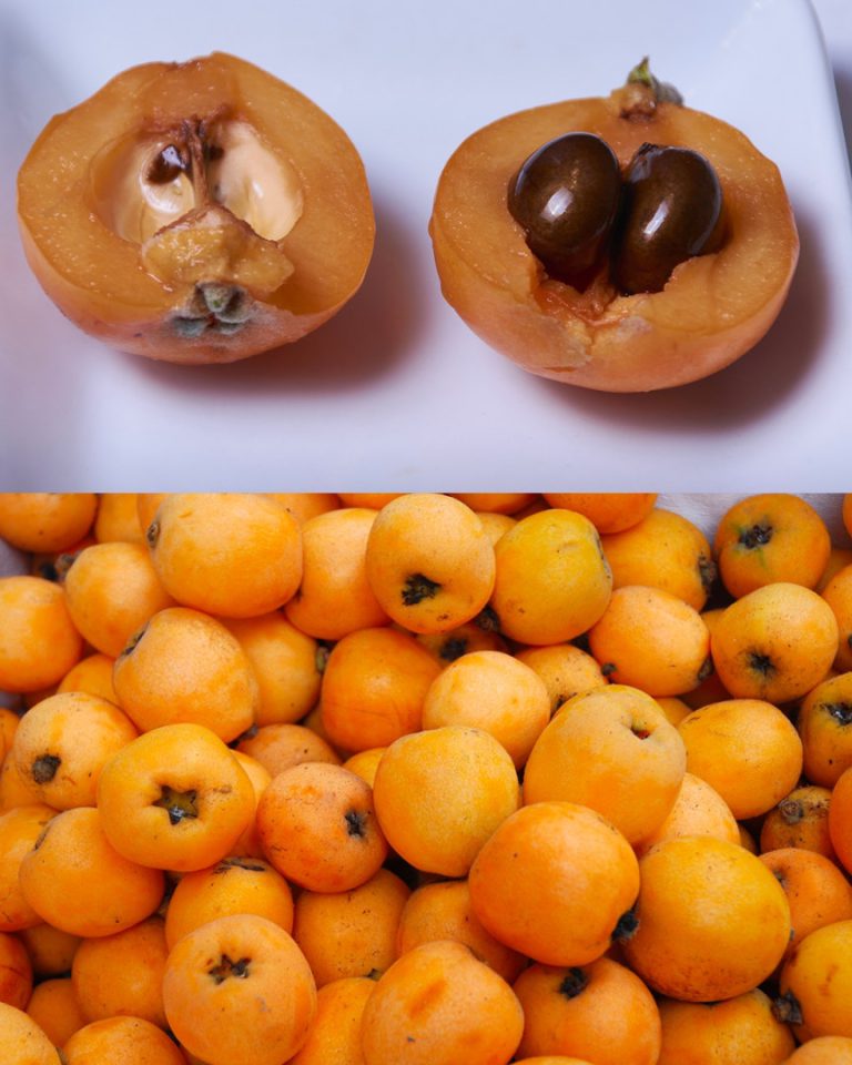 Come coltivare le nespole dal nocciolo: guida facile passo passo