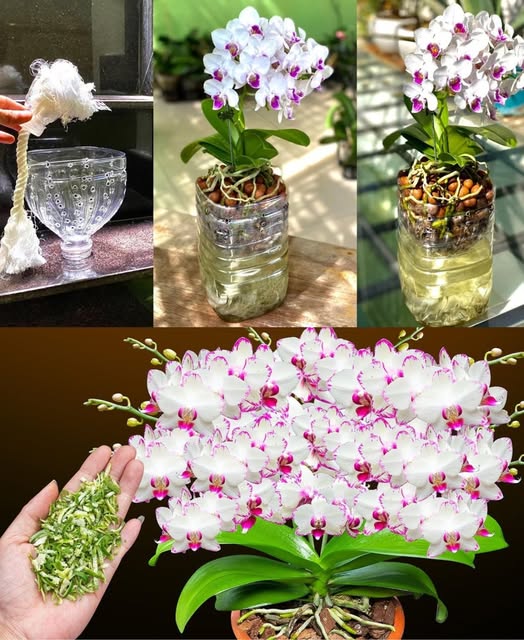 Stimola la Fioritura della Tua Orchidea con un Fertilizzante Naturale Fai-da-Te