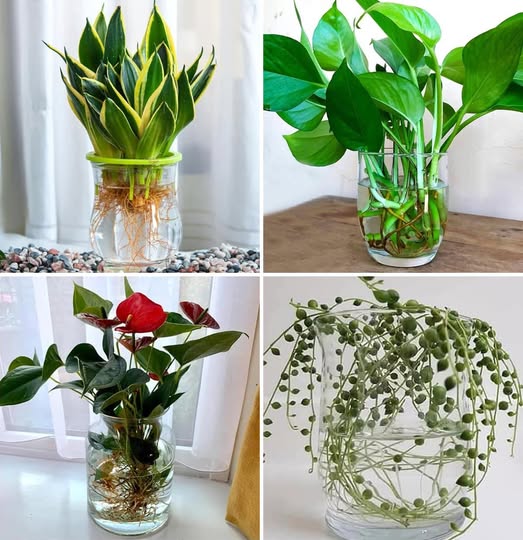 17 Piante Che Crescono Meravigliosamente in Vasi d’Acqua: Guida Pratica per un Giardino Senza Terra