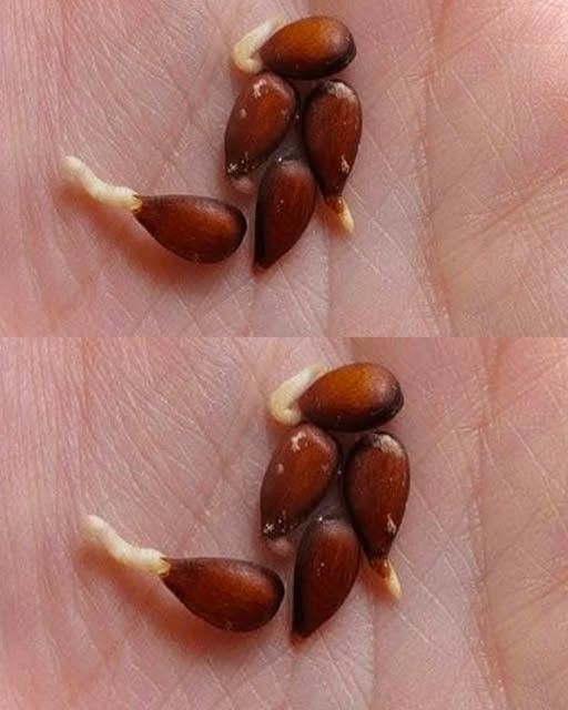 Come realizzare un siero naturale con i semi di mela