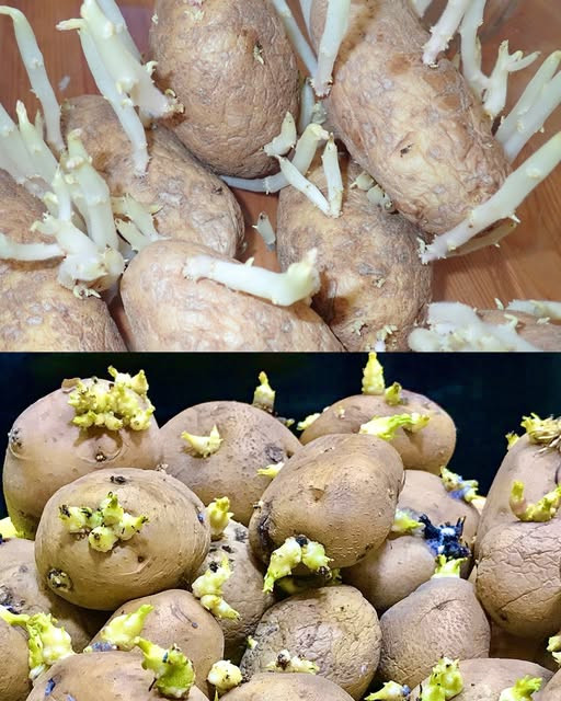 Il Trucchetto Migliore per Non Far Germogliare le Patate: Soluzione Facile e a Costo Zero