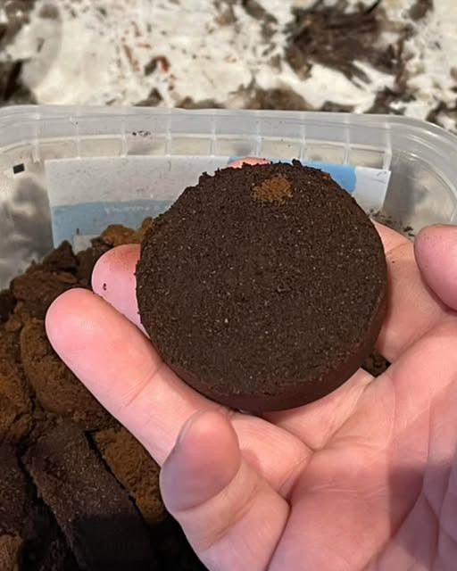 Da quando ho scoperto come riutilizzare i fondi di caffè li raccolgo tutti insieme in questa vaschetta e poi li uso. Sono troppo preziosi ti spiego tutto nei commenti.